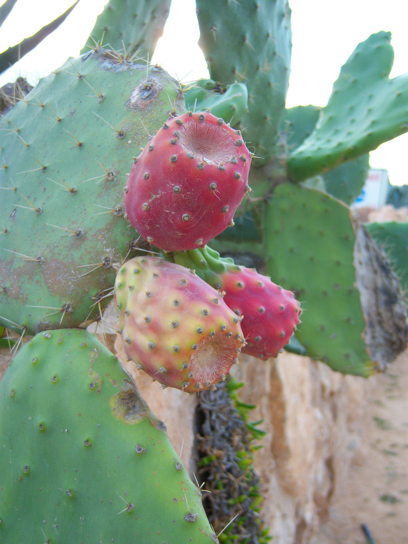 Les figues "berbères"