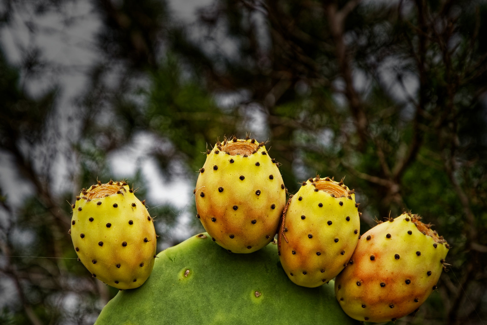 Les figues de moro