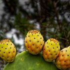 Les figues de moro