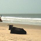 Les filles sont à la plage :)