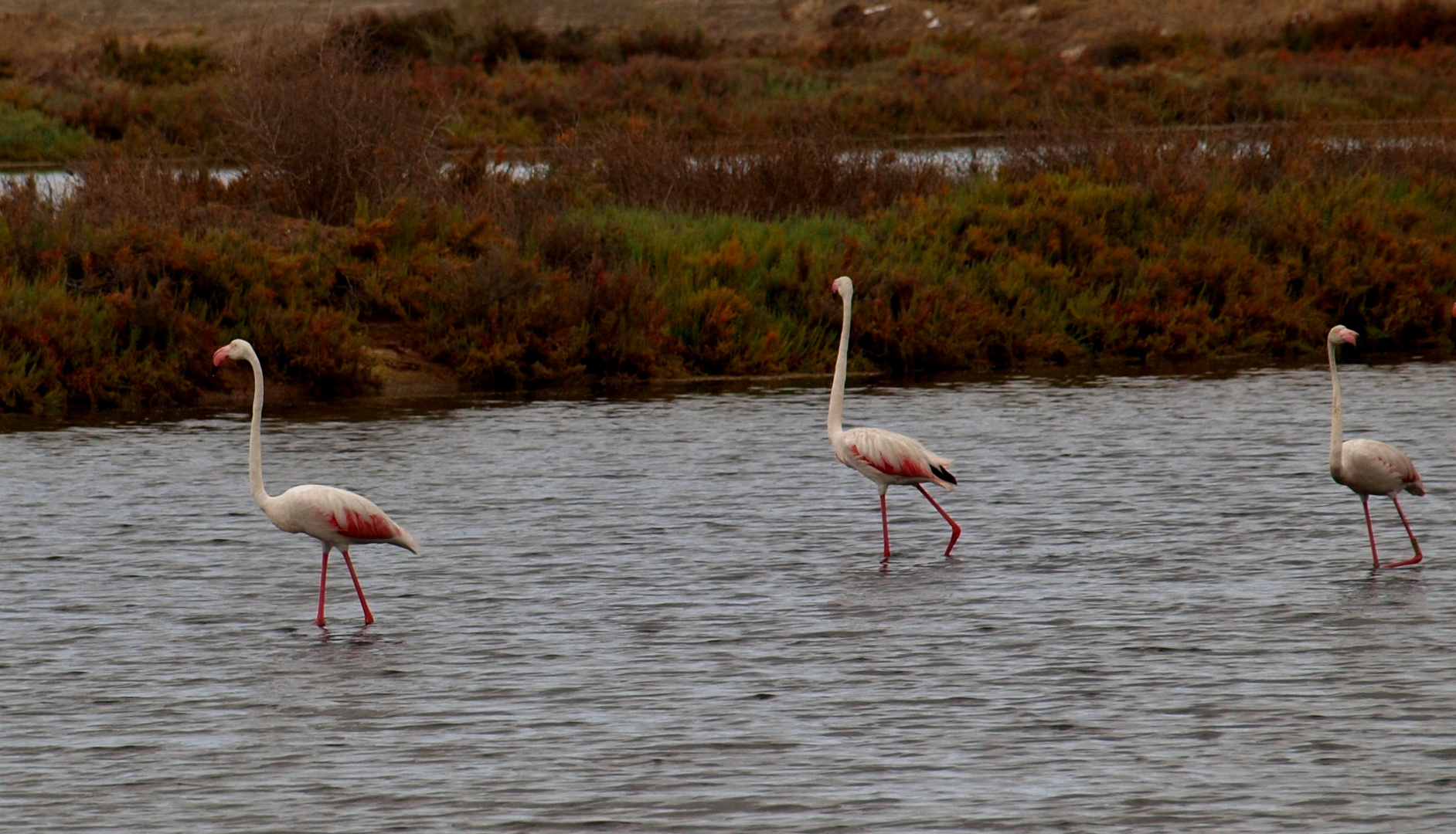 Les Flamands dans la saline