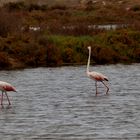 Les Flamands dans la saline