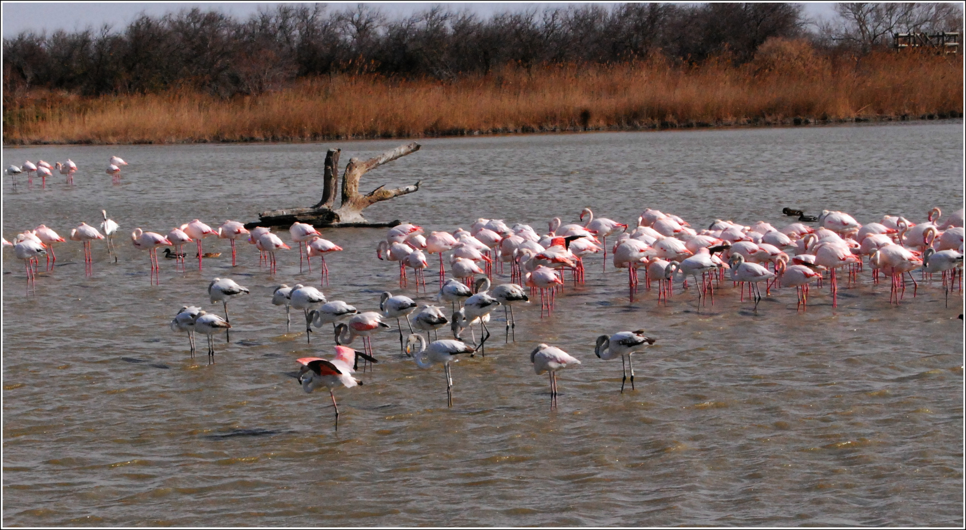 Les flamands