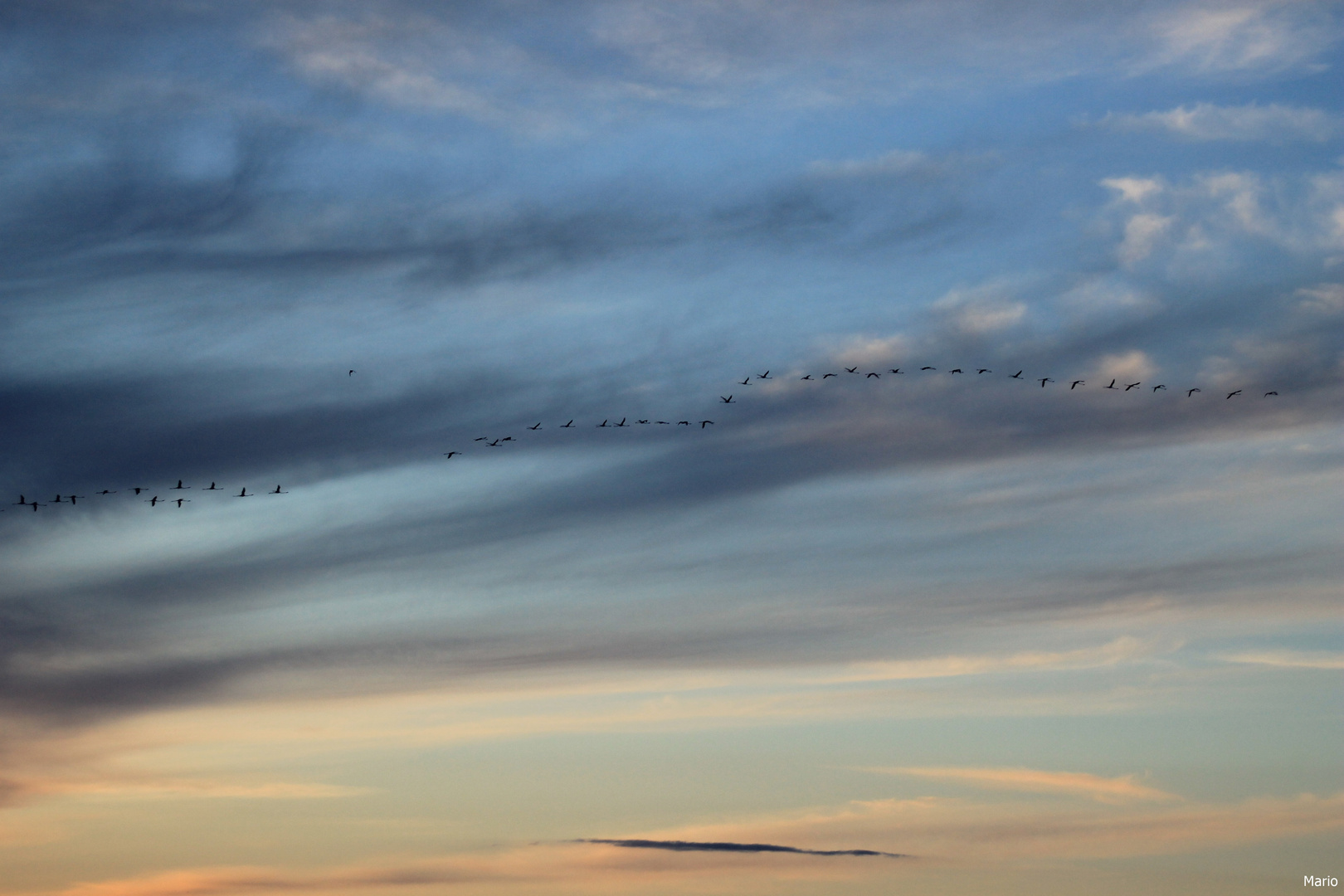 Les Flamands Rose