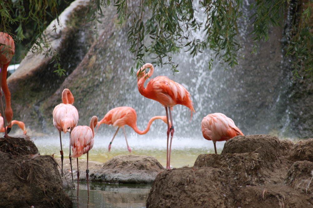 les flamands rose