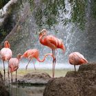 les flamands rose