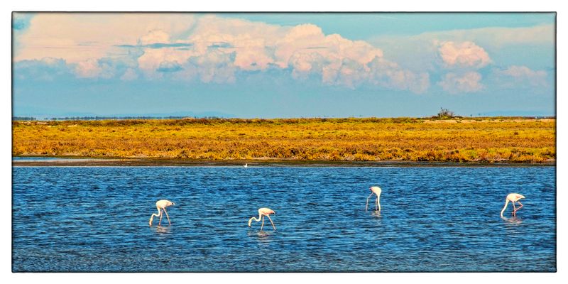 „ Les flamants “