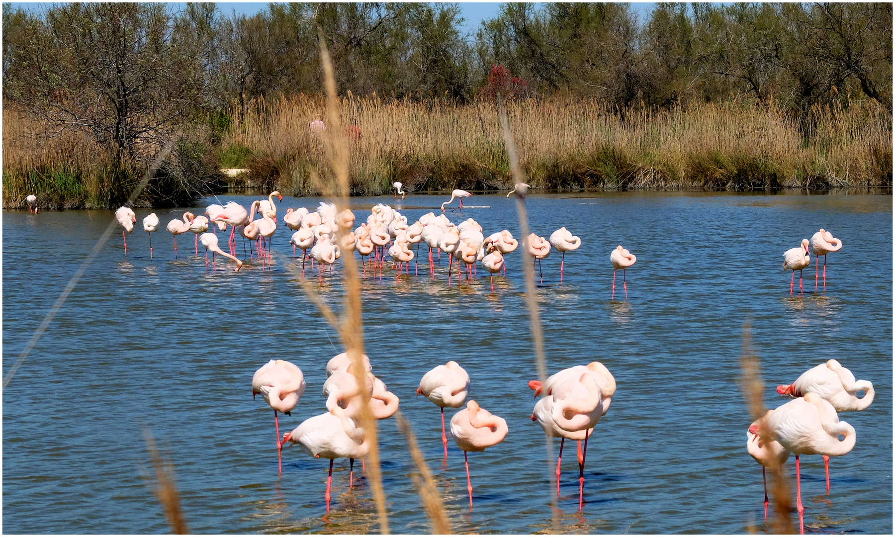 Les flamants