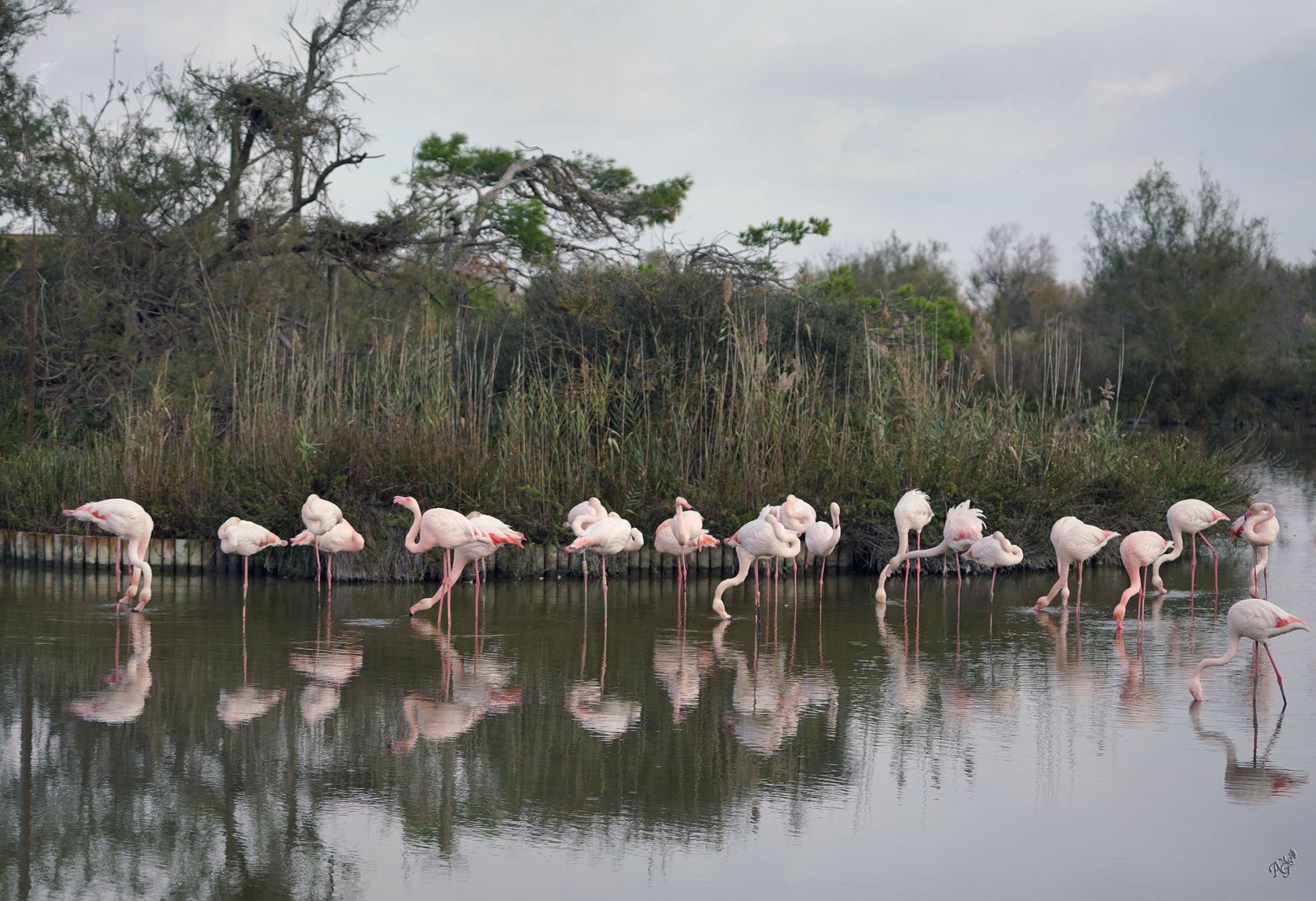 Les flamants.... à l'automne