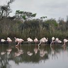 Les flamants.... à l'automne