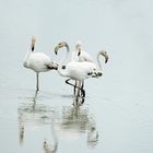 Les flamants .... au Pays Basque (1)