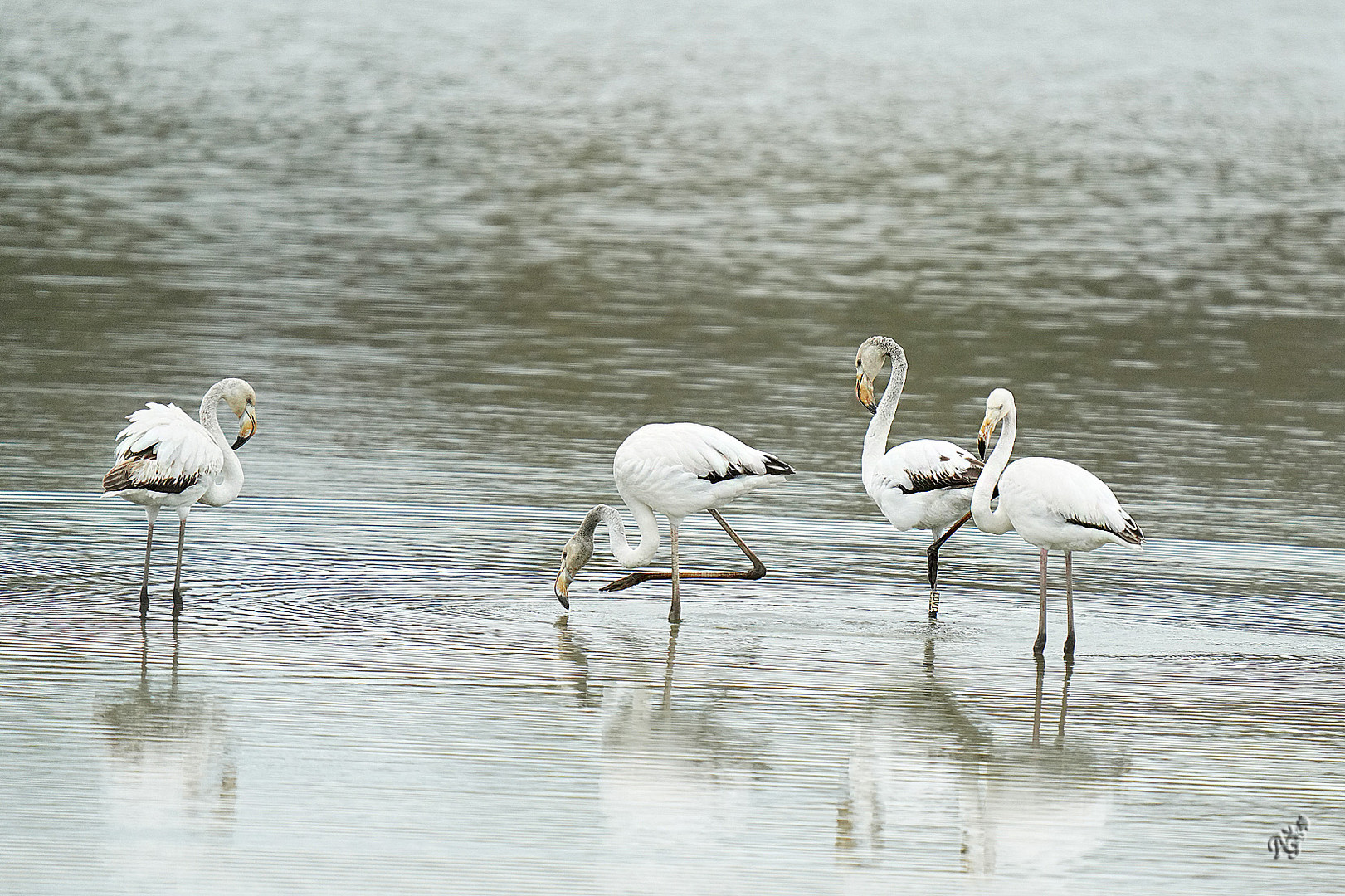 Les flamants au Pays Basque