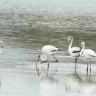 Les flamants au Pays Basque