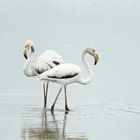 Les flamants au Pays Basque