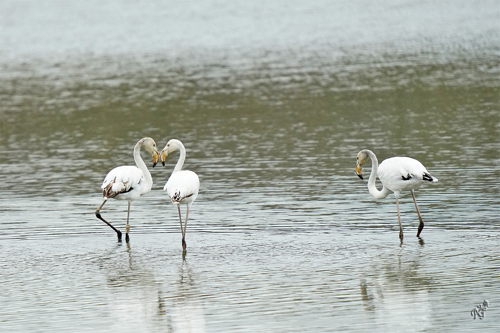 Les flamants au Pays Basque