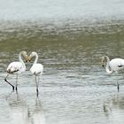 Les flamants au Pays Basque