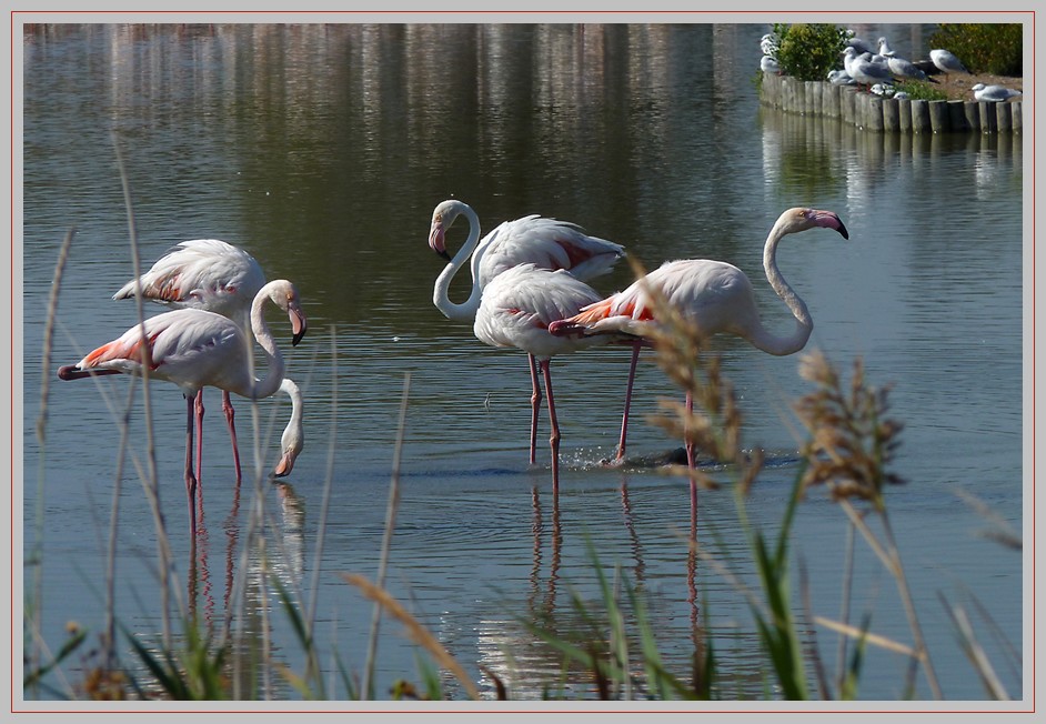 LES FLAMANTS DE CAMARGUE