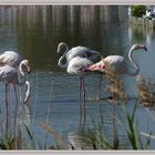 LES FLAMANTS DE CAMARGUE