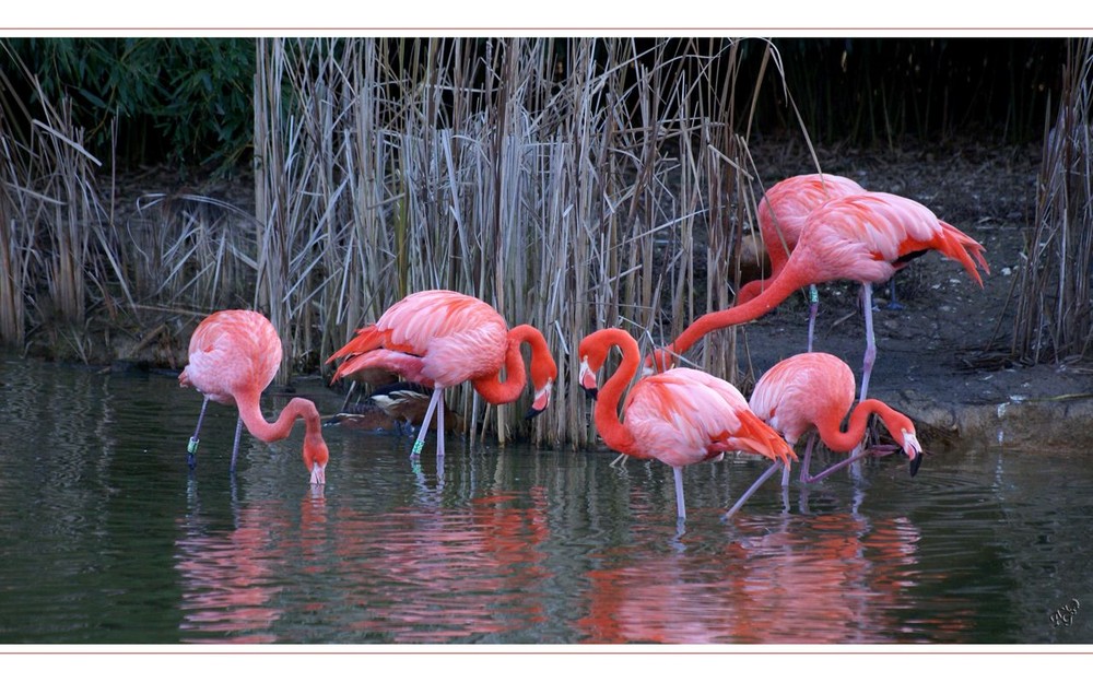 LES FLAMANTS DE CUBA