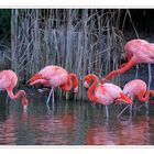 LES FLAMANTS DE CUBA