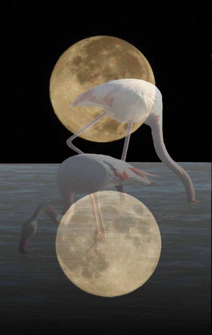 LES FLAMANTS DE LA PLEINE LUNE