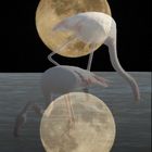 LES FLAMANTS DE LA PLEINE LUNE