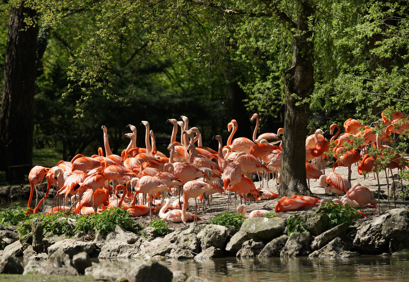 Les flamants du CHILI