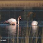 Les flamants du Pourra