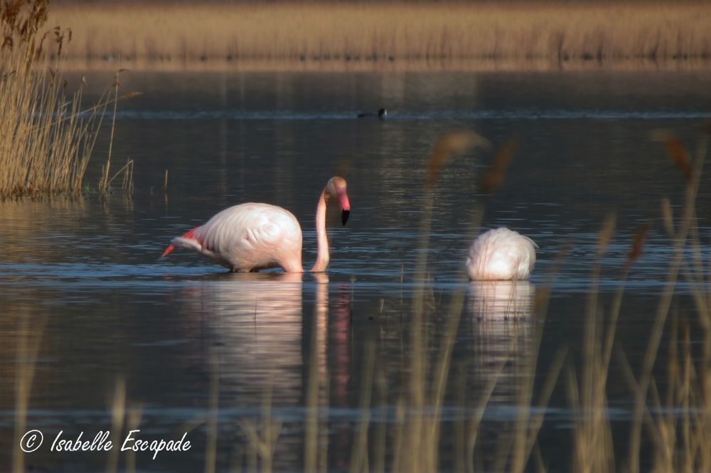 Les flamants du Pourra