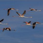 Les flamants en plein vol