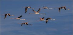 Les flamants en plein vol