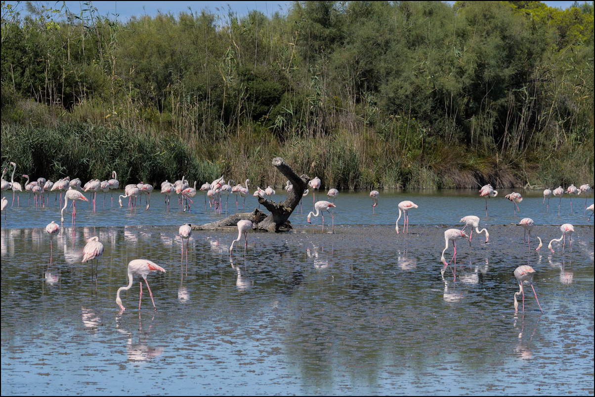 Les flamants roses