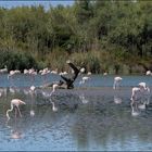 Les flamants roses