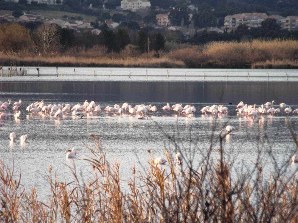 les flamants roses