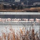 les flamants roses