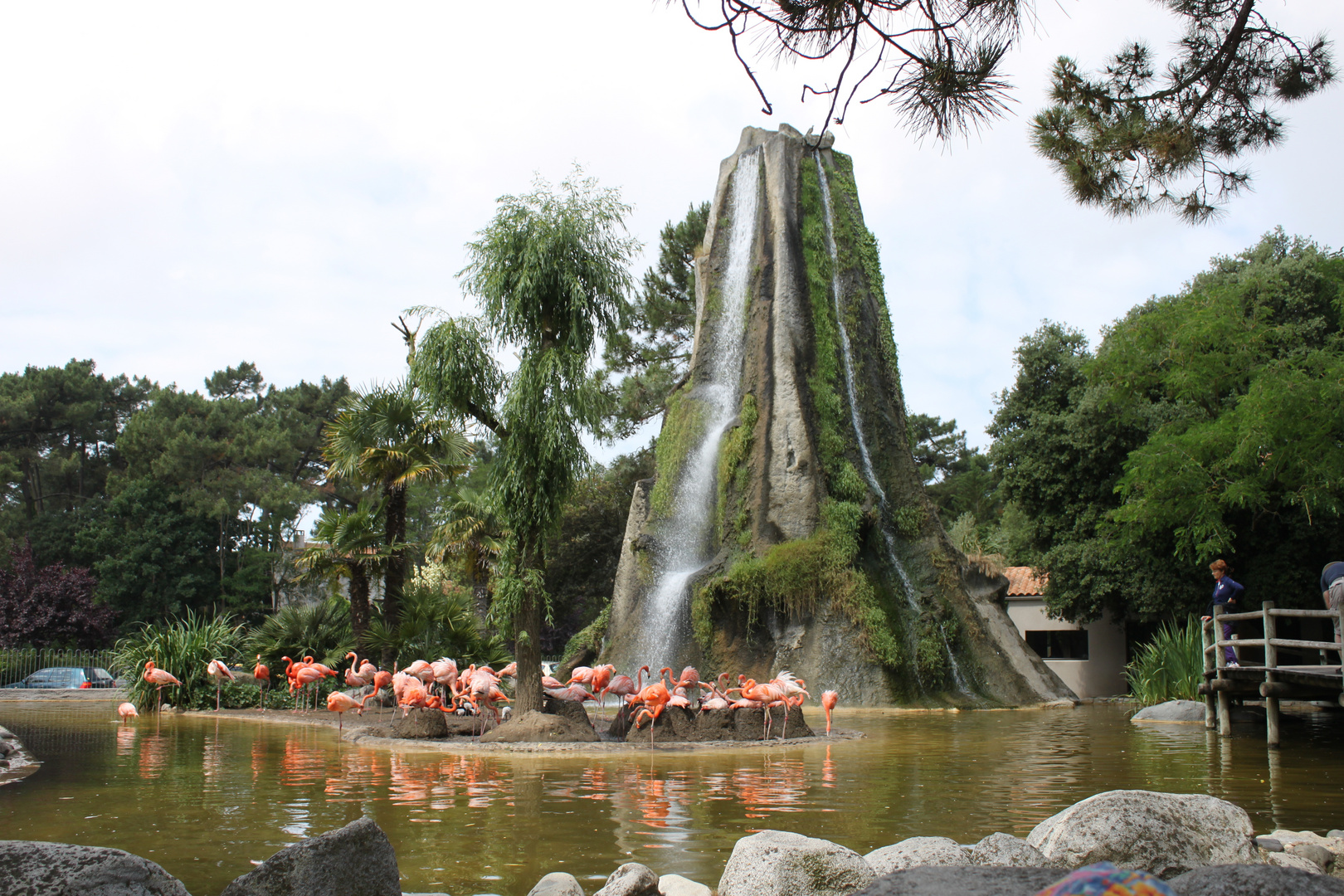 Les flamants roses