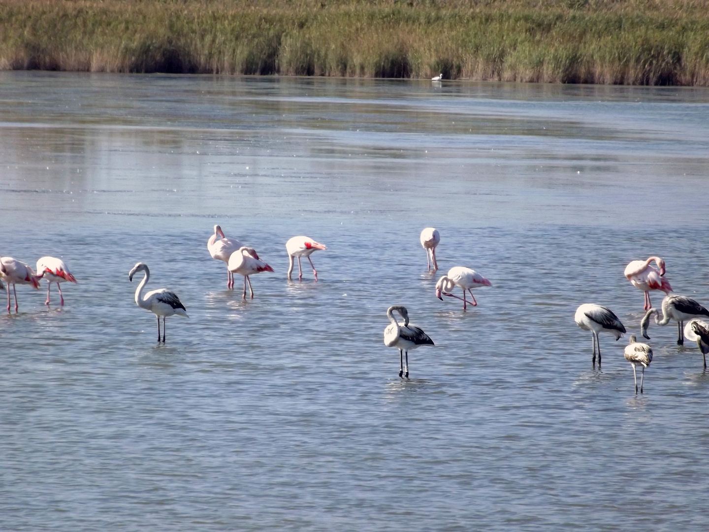 les flamants roses