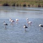 les flamants roses