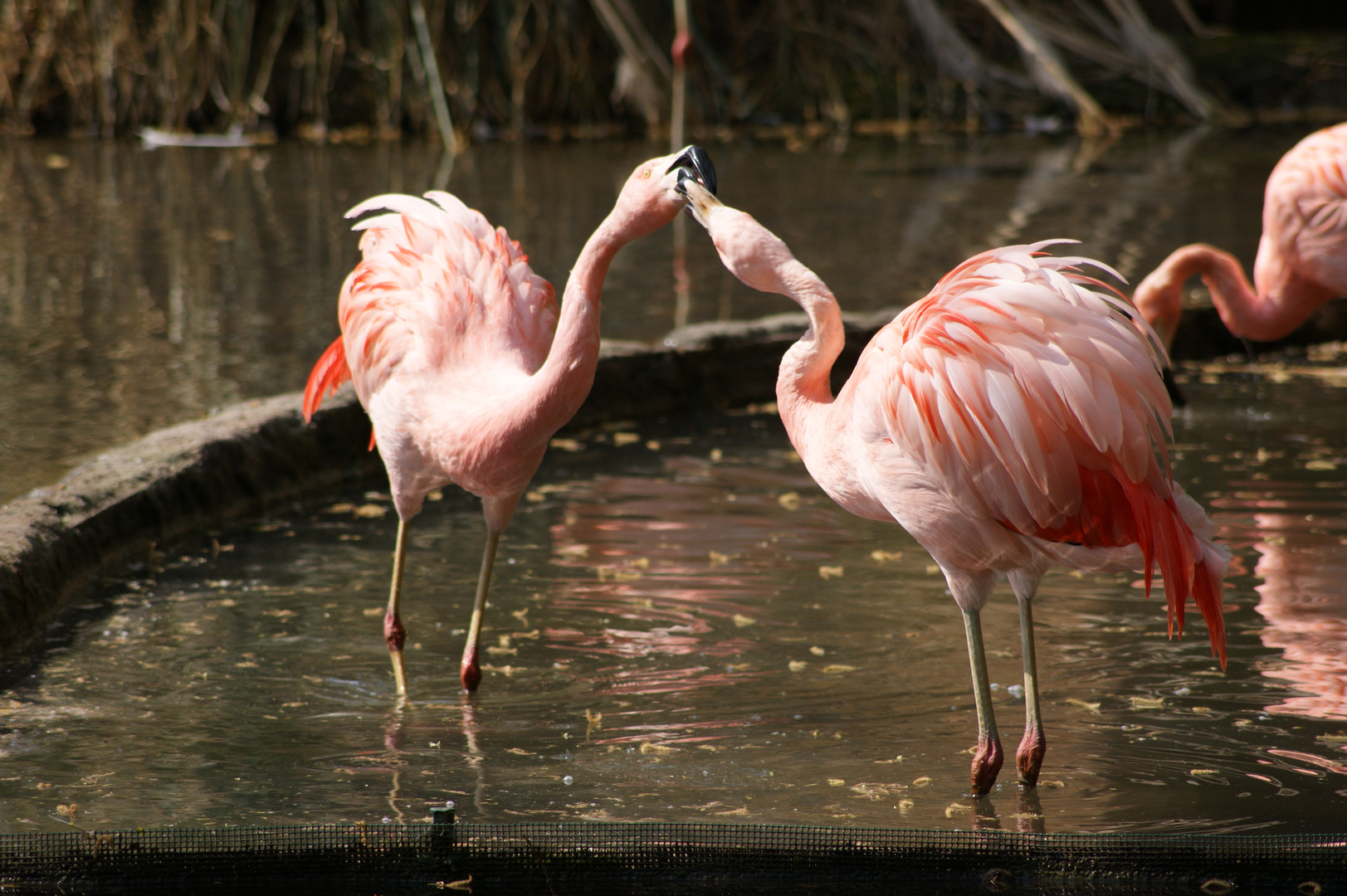 les flamants roses en colere