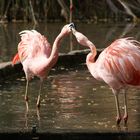 les flamants roses en colere