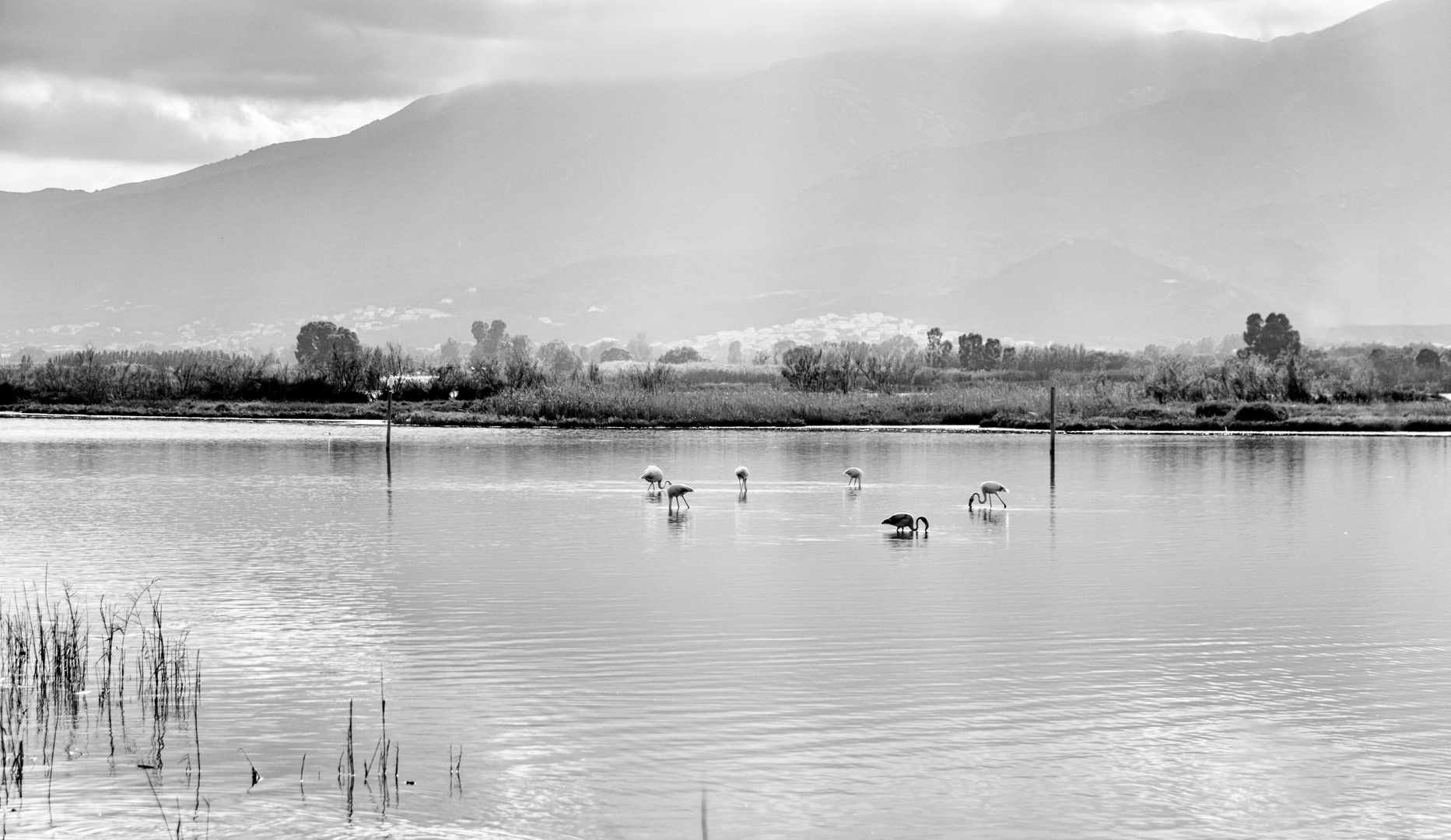 Les flaments roses .