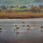 Les flaments roses 