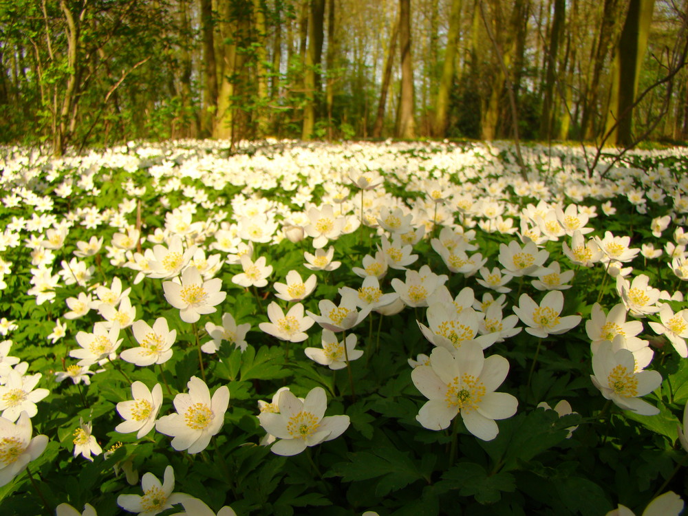 les fleurs