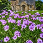 Les fleurs à Henvic