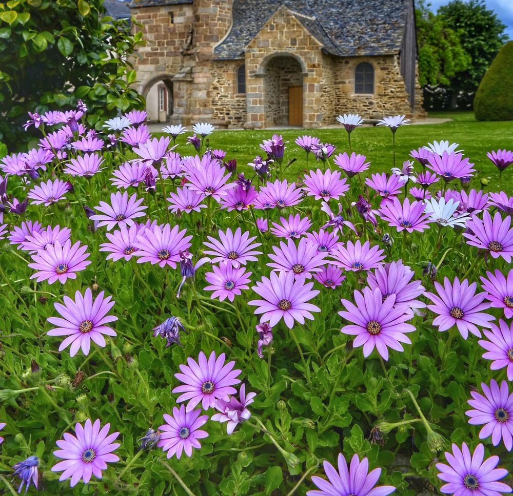 Les fleurs à Henvic