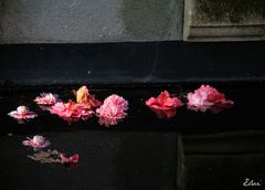 Les fleurs abandonnées