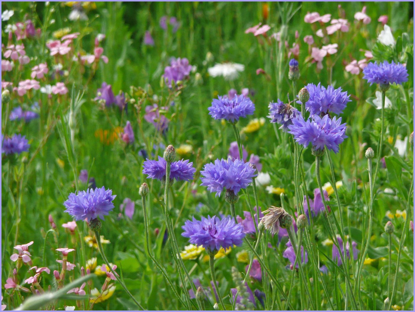 Les fleurs bleues