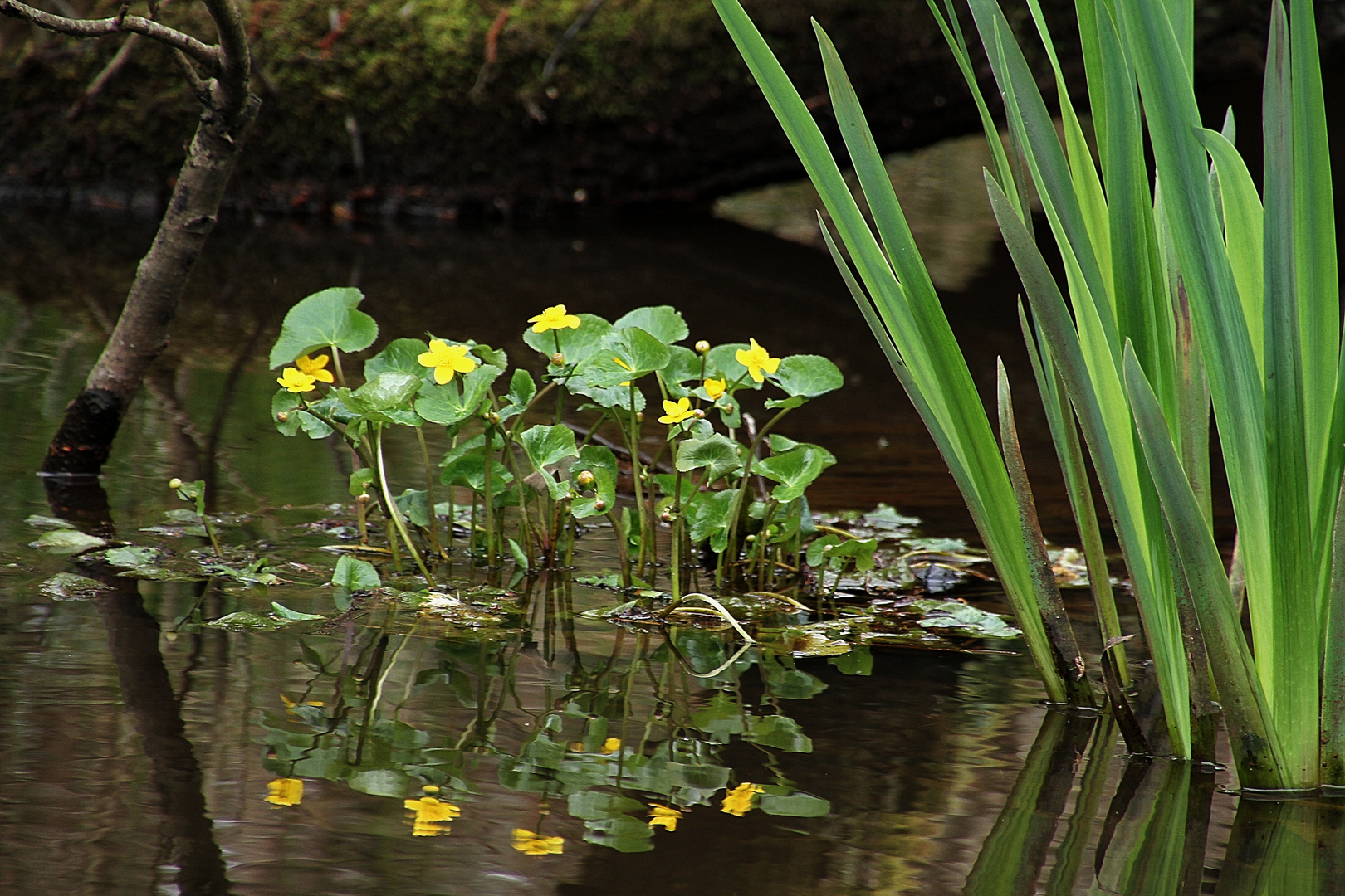 les fleurs dans l'eau !