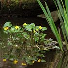 les fleurs dans l'eau !