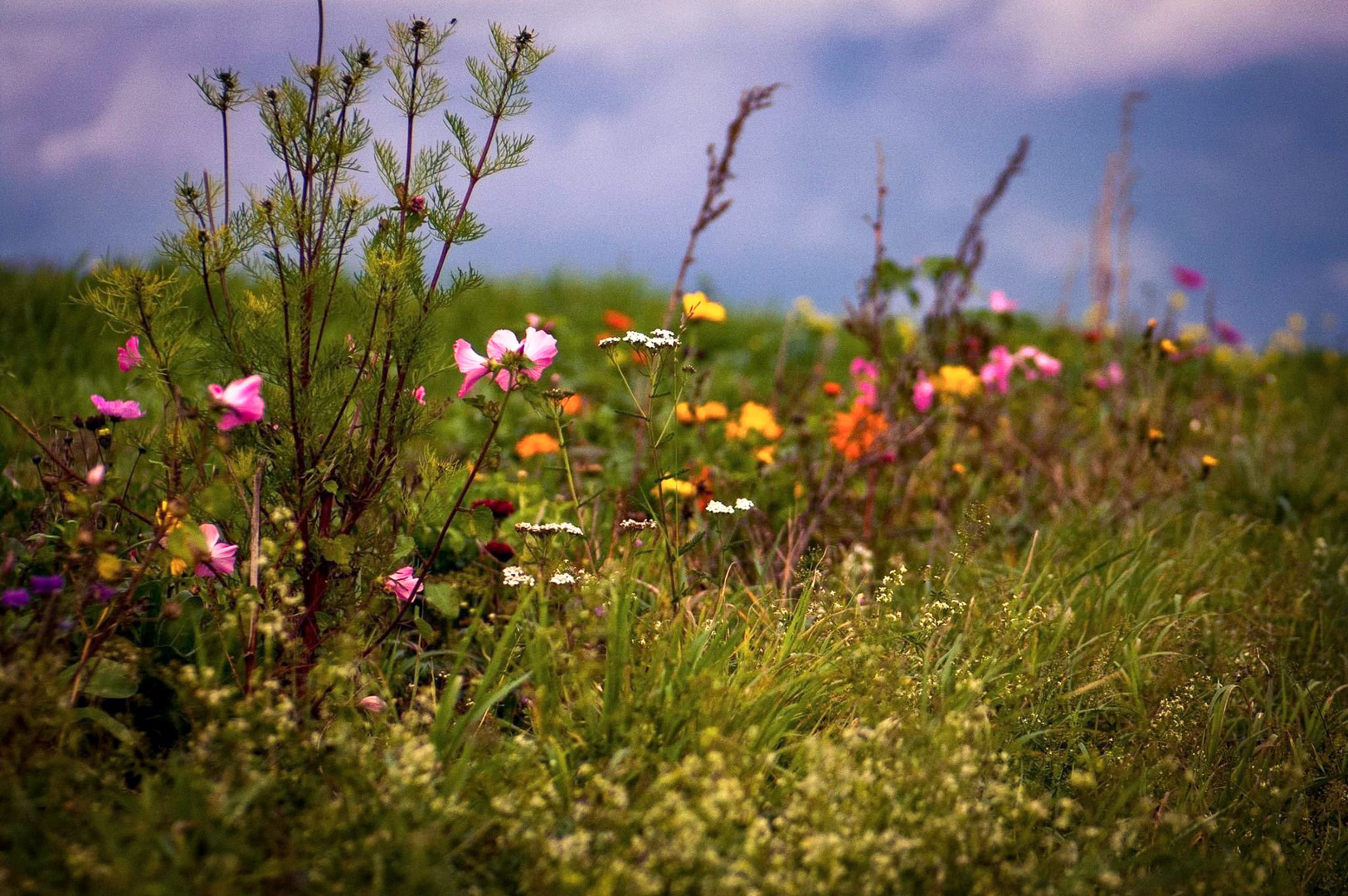 Les fleurs d’Automne 